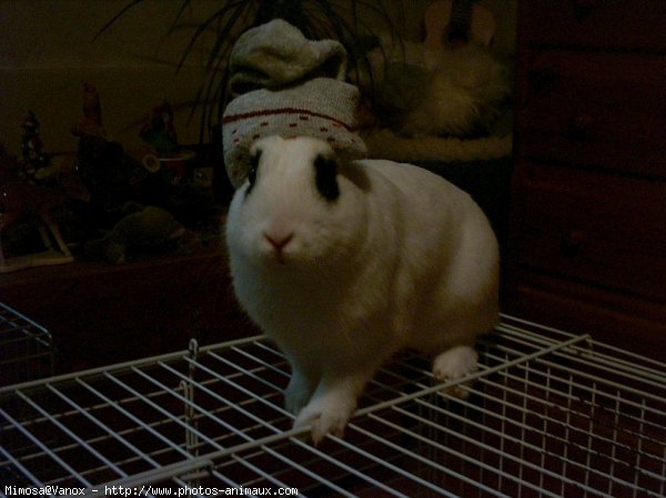 Photo de Lapin