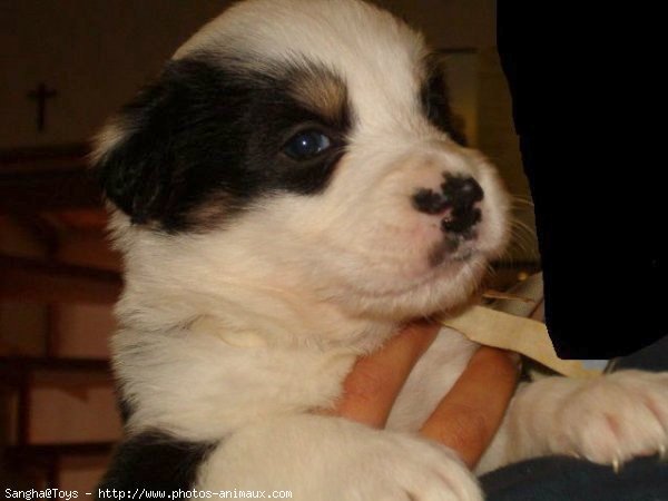 Photo de Border collie