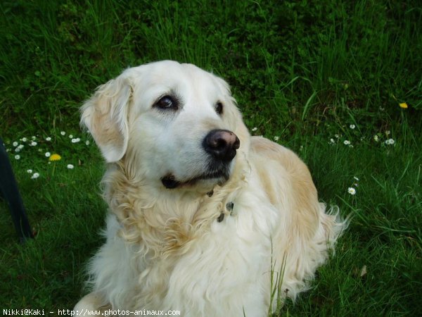 Photo de Golden retriever