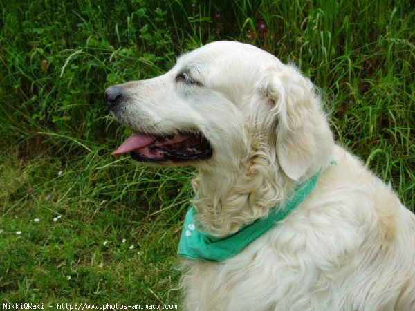 Photo de Golden retriever