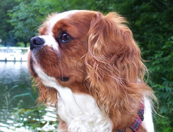 Photo de Cavalier king charles spaniel