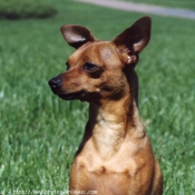 Photo de Pinscher nain