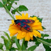 Photo de Papillon