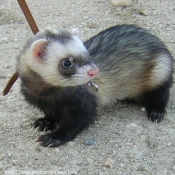 Photo de Furet