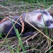 Photo de Furet