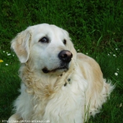 Photo de Golden retriever