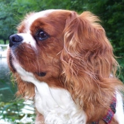 Photo de Cavalier king charles spaniel