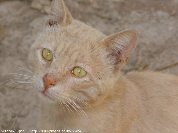 Photo de Chat domestique