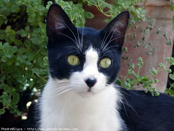 Photo de Chat domestique