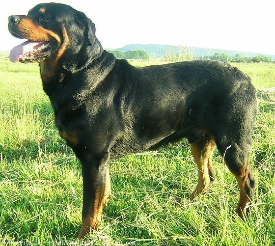 Photo de Rottweiler