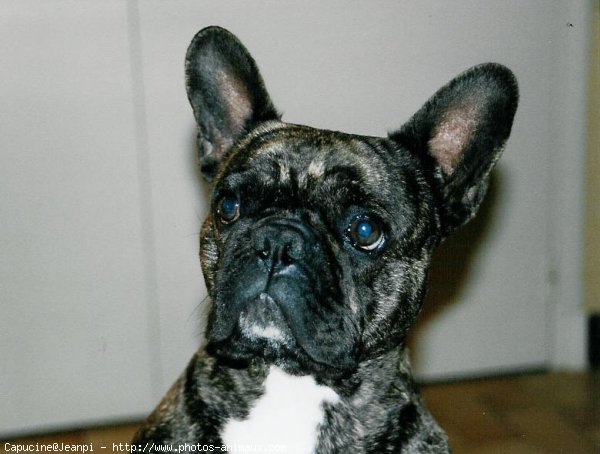 Photo de Bouledogue franais