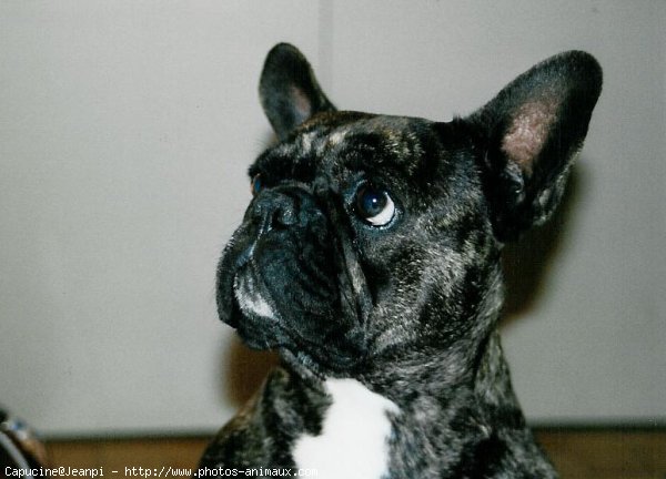 Photo de Bouledogue franais