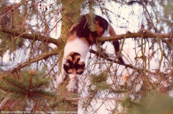 Photo de Chat domestique