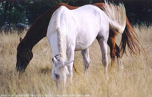 Photo de Races diffrentes