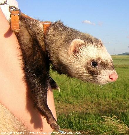 Photo de Furet