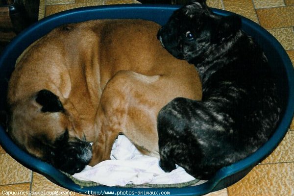 Photo de Bouledogue franais