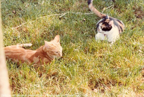 Photo de Chat domestique