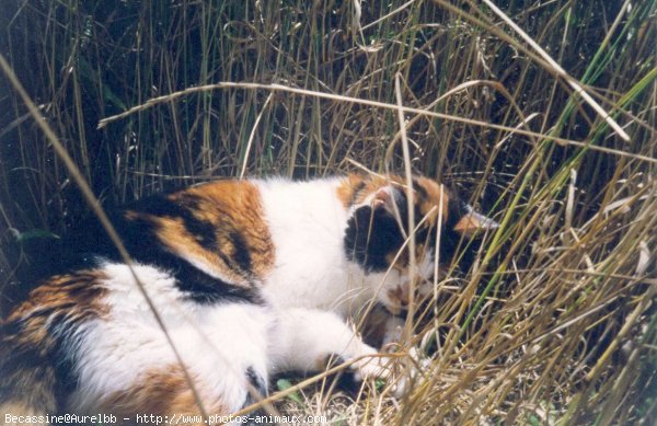 Photo de Chat domestique