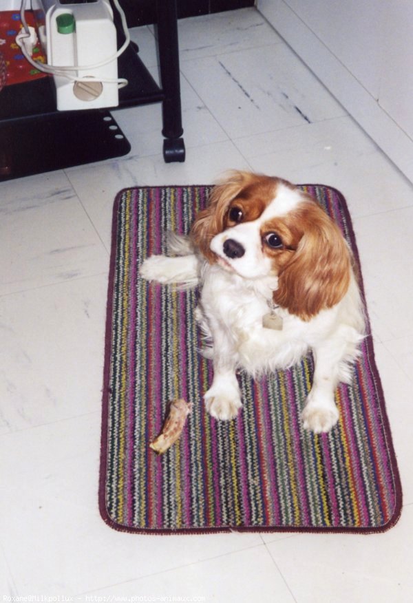 Photo de Cavalier king charles spaniel