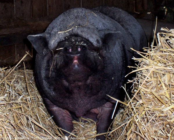 Photo de Cochon