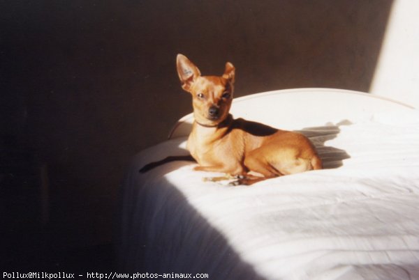 Photo de Pinscher nain