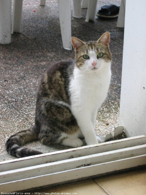 Photo de Chat domestique