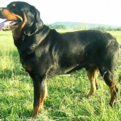 Photo de Rottweiler