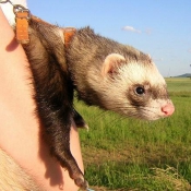 Photo de Furet