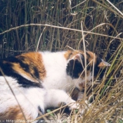 Photo de Chat domestique