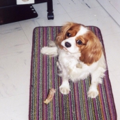 Photo de Cavalier king charles spaniel