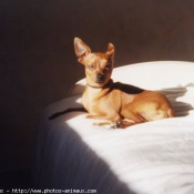 Photo de Pinscher nain