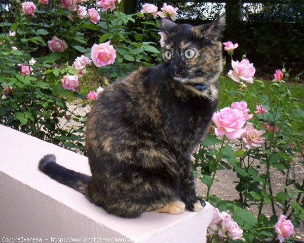 Photo de Chat domestique