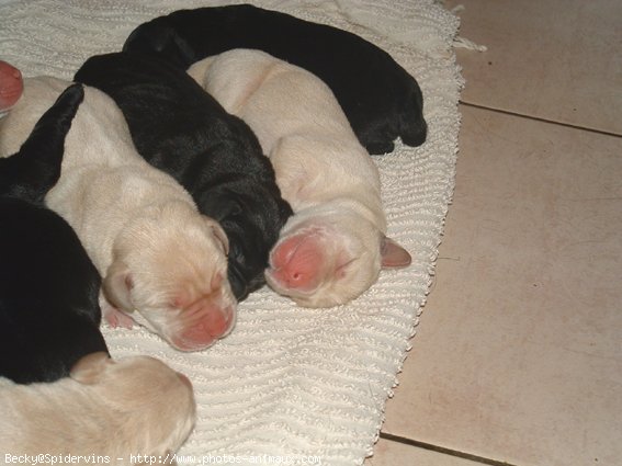 Photo de Labrador retriever