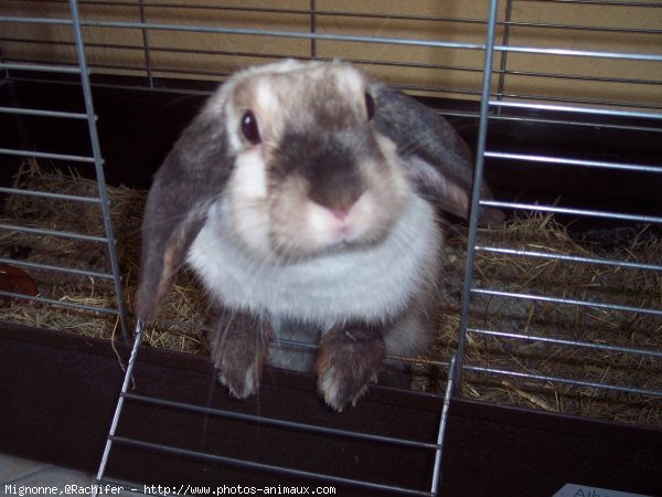 Photo de Lapin