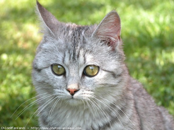 Photo de British shorthair