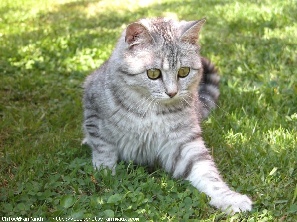 Photo de British shorthair