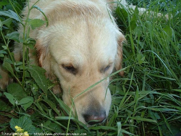 Photo de Golden retriever