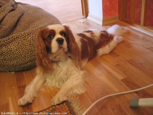 Photo de Cavalier king charles spaniel