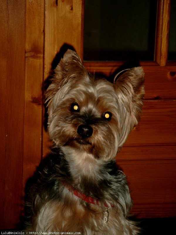 Photo de Yorkshire terrier