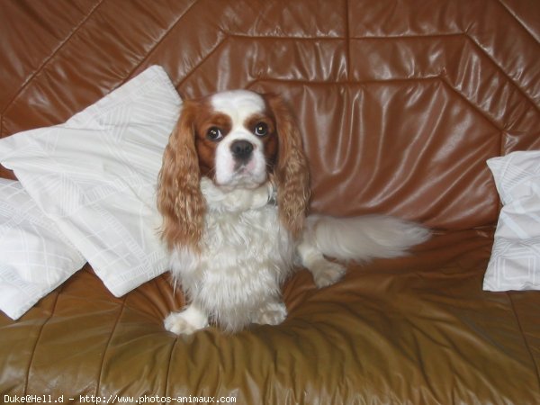 Photo de Cavalier king charles spaniel