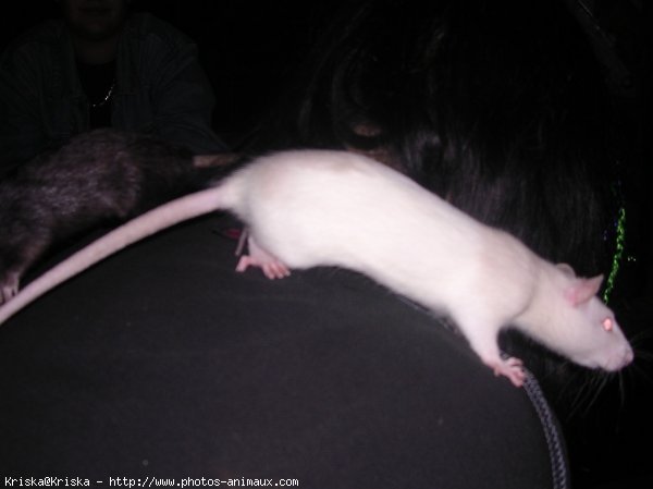 Photo de Rat