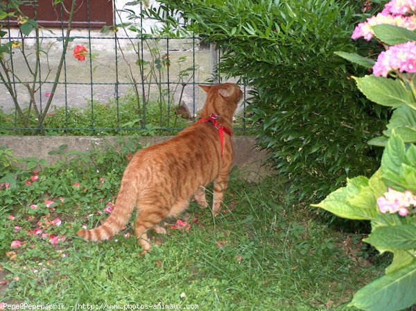 Photo de Chat domestique