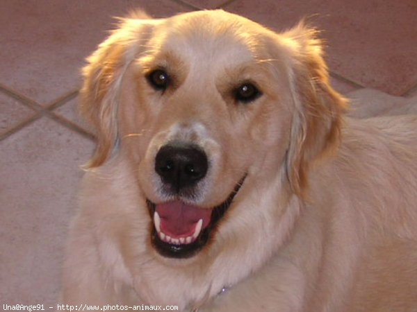 Photo de Golden retriever