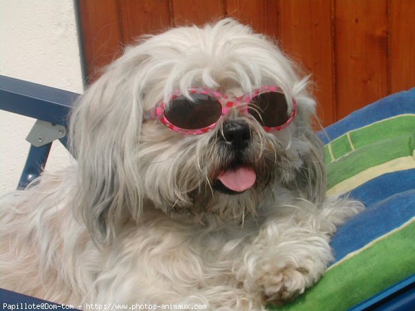 Photo de Lhassa apso