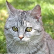 Photo de British shorthair