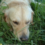 Photo de Golden retriever