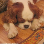 Photo de Cavalier king charles spaniel