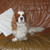 Photo de Cavalier king charles spaniel