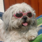 Photo de Lhassa apso