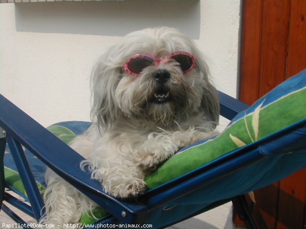 Photo de Lhassa apso